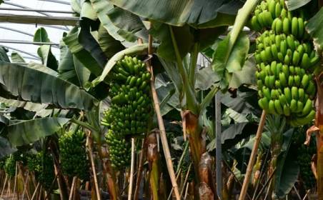 AG贵宾会国际物流为国外种植园水果进口效率加速